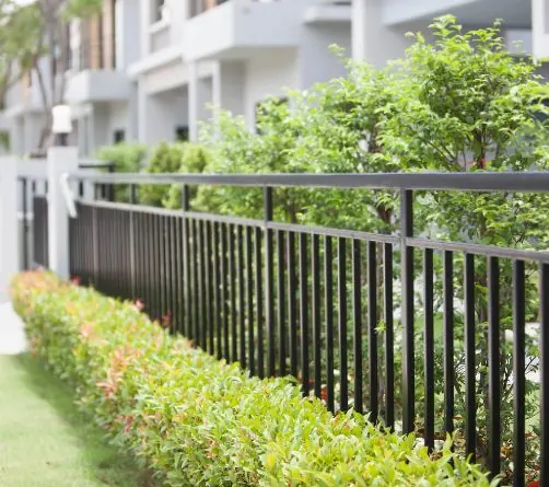 Black aluminum fence behind a hedge of red-tipped shrubs
